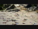 Beached