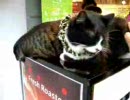 回る猫