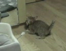 ねこじゃらし大好きハルとそれを見守るロロ