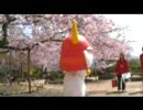 桜とひこにゃん－2009/04/08