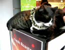 回る猫(H264テスト)
