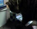 お茶を飲む猫