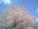 桜をケータイで撮ってみた