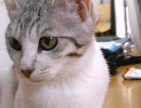 春になったから猫動画