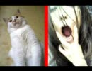 しめだしくらった小明（あかり）withデブ猫