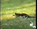 仲良しな、ぬことカラス