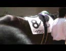 2009年4月12日の阪神競馬場(第5・第6レース)