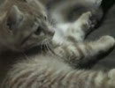 ロロのしっぽに夢中のハルくん