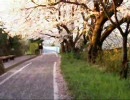 急ぎ足で夕～夜花見
