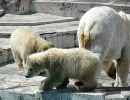 【ホッキョクグマ】初めてのプール【円山動物園】