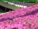 2009 春 長瀞思いつきお花見編