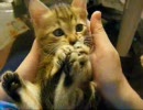 子猫のあましょく