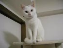 こまち♀４