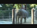 てすと象