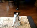 【犬】ペットとぼうろキャッチ