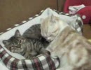 うちの猫の日常。
