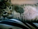 屋根裏から出てきた3匹の子猫。里親決まったので成長記録　その10