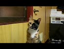 開けっ放しにする猫
