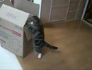 大きな箱とねこ。