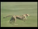 チーター vs ハイエナ