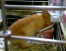 むしゃむしゃ　きょろきょろ