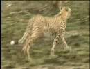チーター vs ヒョウ vs ライオン