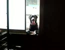 必死に水を飲むわんこ