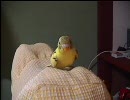 「無色だから手乗りインコ育てます」スレッドのピピさん