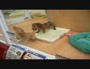 わんこ２匹の追いかけっこ