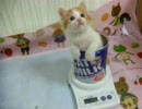 こはる日和.子猫チョコ君の体重測定