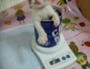 こはる日和.子猫ひなあられの体重測定