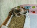 こはる日和.子猫ひなあられのシッコ