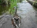 GW 旅先で出会った水鳥さん