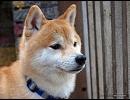 17歳♂男が女声を練習してみた