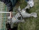 わたちの獲物でつ！