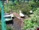 あひる(=゜ω゜)