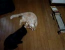 じゃれ合う猫達