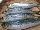 『失踪』魚類の挫けぬ心【デモンズソウル】実況prat1