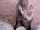 sika