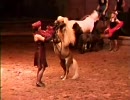 【競馬】(ﾟдﾟ)ｳﾏｰ王国 No.022