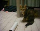 子猫　VS　粘着コロコロ