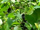 Silvered leaf monkey その2