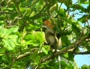 Proboscis monkey