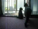 くるみのまいにち　38　「侵入者」