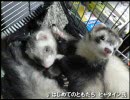 うちのフェレットたち