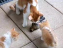 子猫たちが鳥をチョイチョイつつきます。