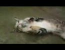 お茶目な食べ方をする猫