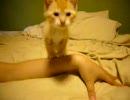 捨て猫トイの成長記録　７