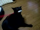 離すもんか、猫じゃらし！　４　（顔怖い）