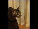 ＴＯＭ★ＣＡＴ － 五月の夜の窓際で